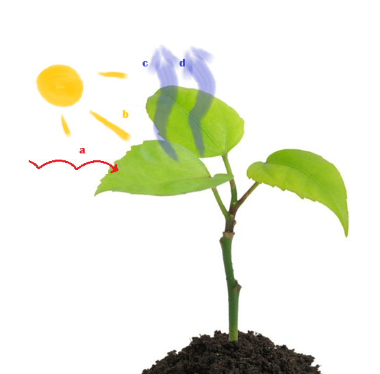 Leaf energy balance.png